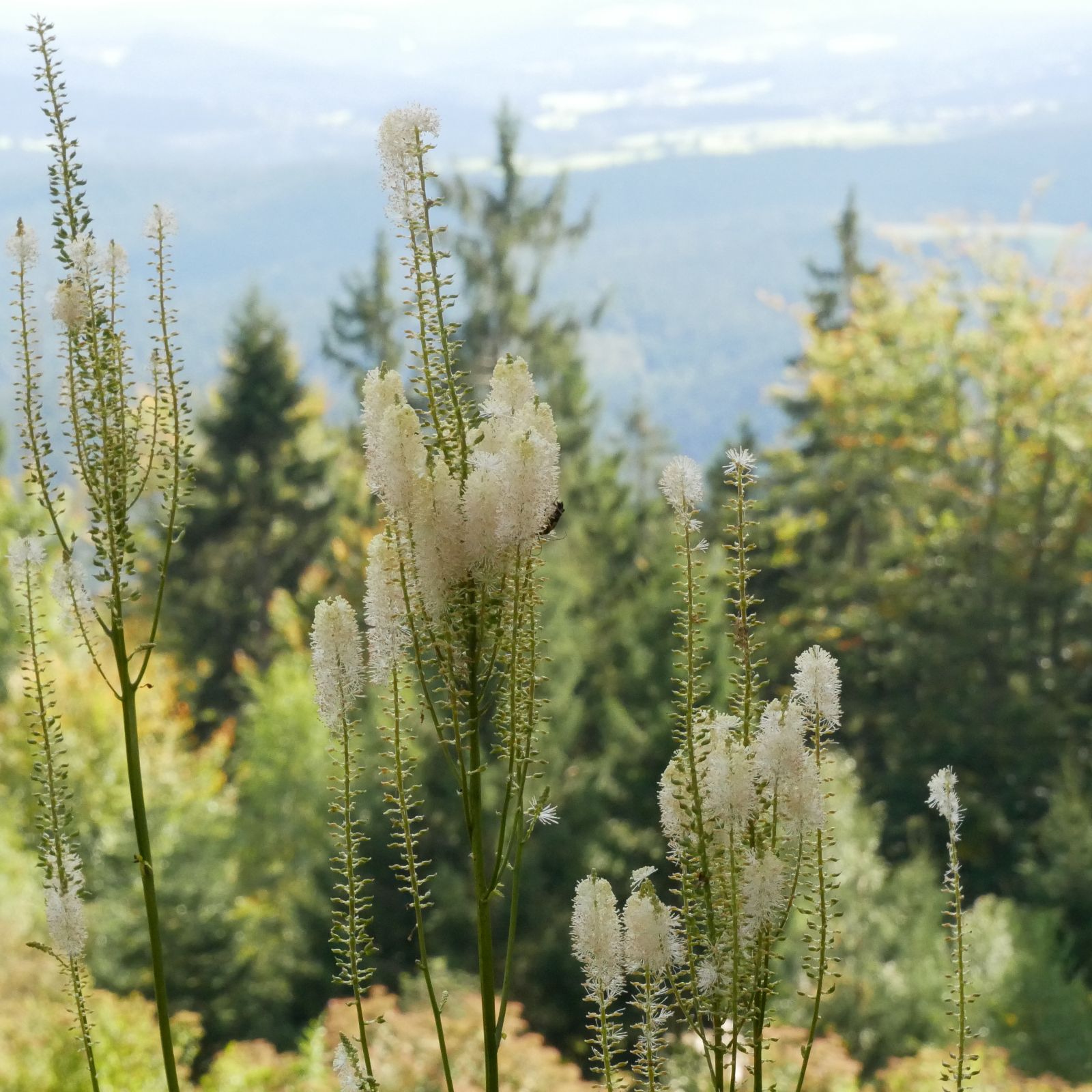 Welche Pflanze ist das?