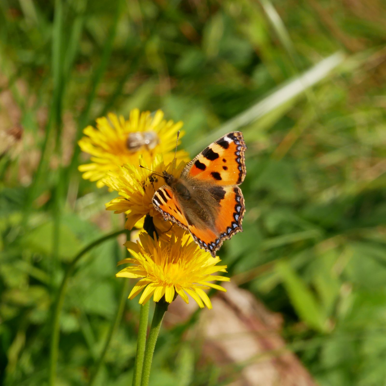welcher Schmetterling saugt da?