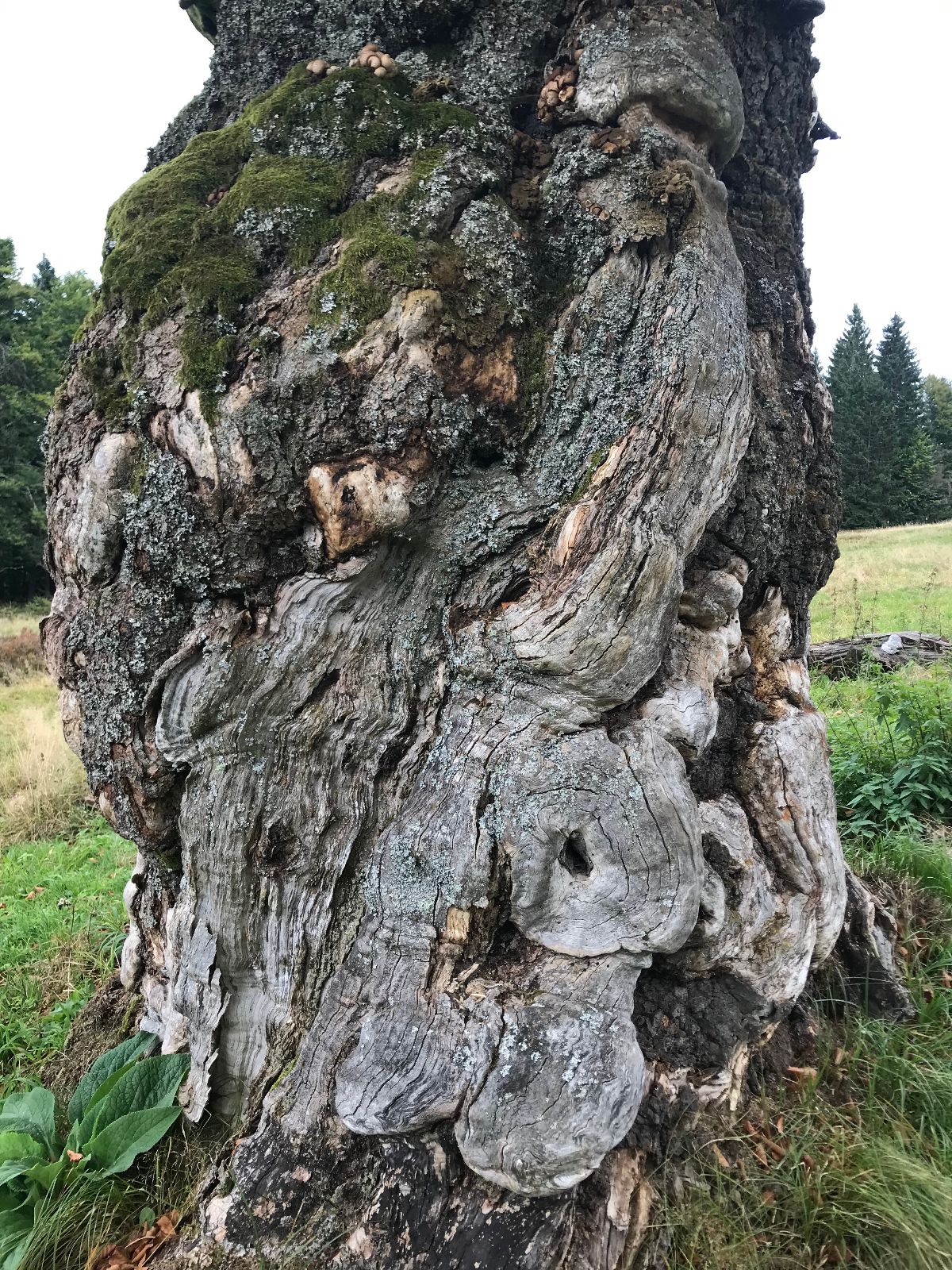 Lebender sehr alter Baum