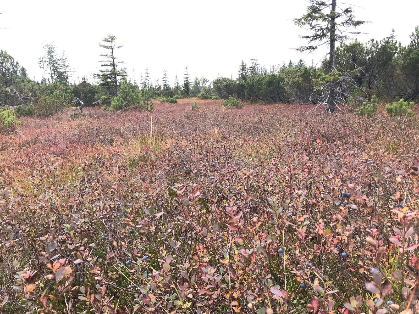 Heidelbeeren in den Schachten, ein besonderes kulinarische Erlebnis!