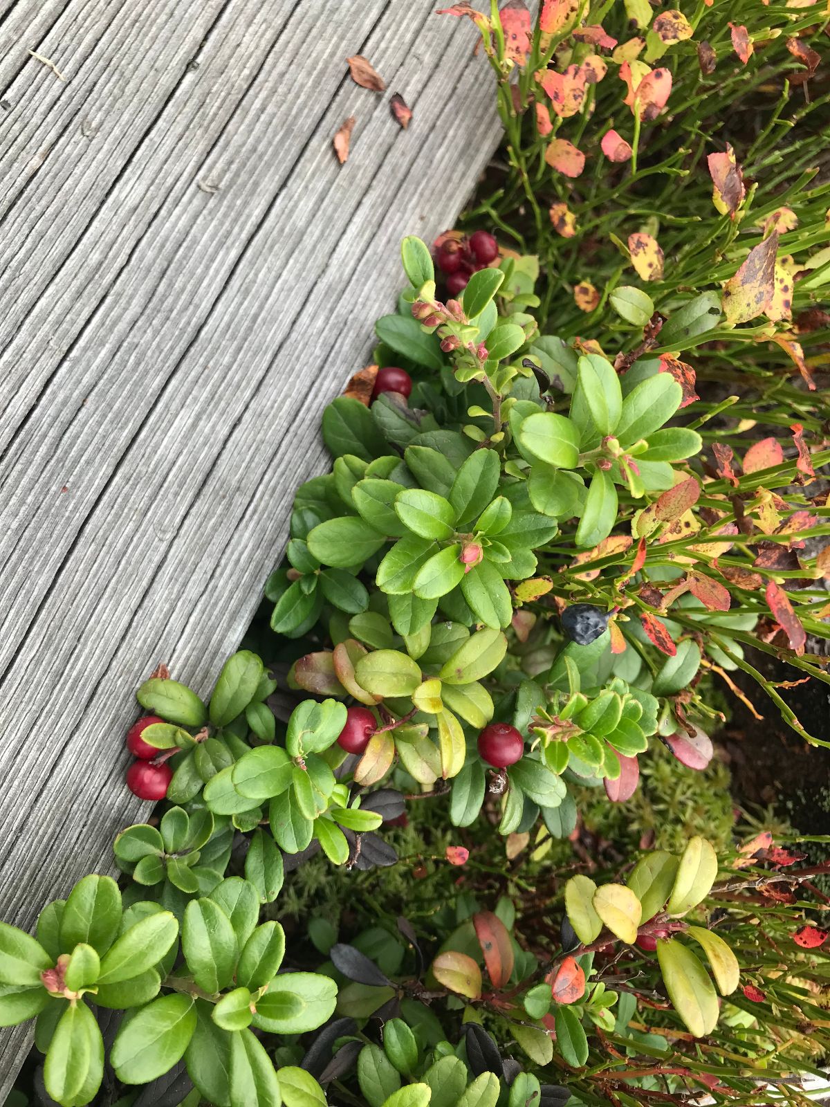 Preiselbeeren, Nicht wegessen!